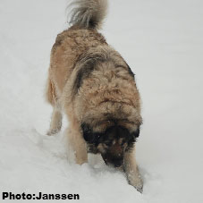Sarplaninac Cicavesna 7,5 years