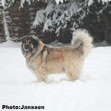 Sarplaninac Cicavesna 7,5 years