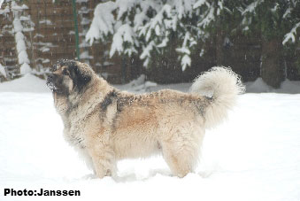 Sarplaninac Cicavesna 7,5 years
