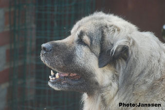 Sarplaninac Cicavesna 7,5 years