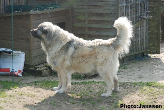Sarplaninac Cicavesna 7,5 years