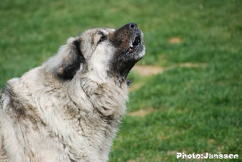 Sarplaninac Cicavesna 7,5 years