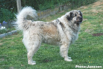 Sarplaninac Cicavesna 7,5 years