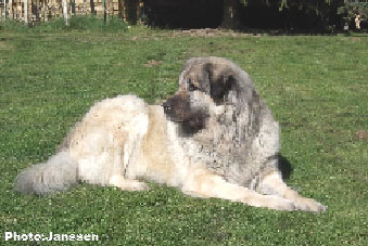 Sarplaninac Cicavesna 7,5 years