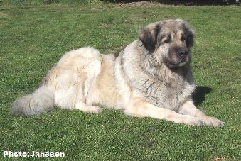 Sarplaninac Cicavesna 7,5 years