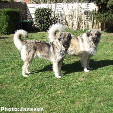 Cicavesna et Hodessa