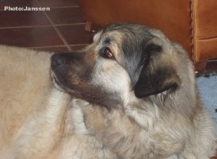 Cica Vesna 5 years
