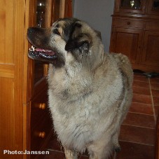 Cica Vesna 5 years