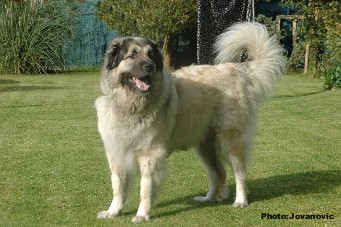 Cica Vesna 5 years