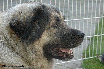 Cica Vesna 5 years