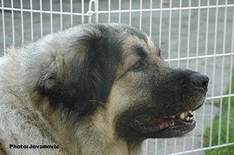 Cica Vesna 5 years