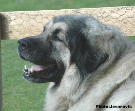 Cica Vesna 5 years