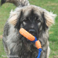 Sharplaninac Hodessa 8 months