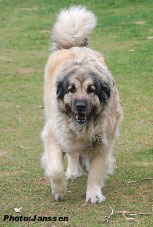 Cica Vesna 5,5 years