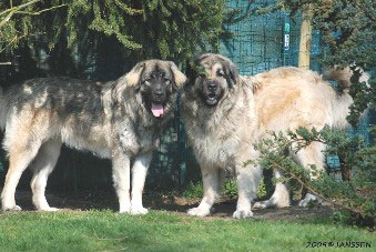 Cicavesna et Hodessa