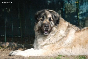 Sarplaninac Cicavesna 6 years