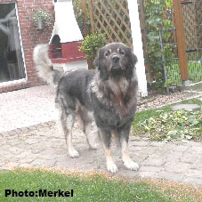 sarplaninac Dragan 6,5 years