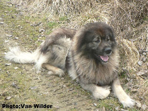 Drasko 6 years
