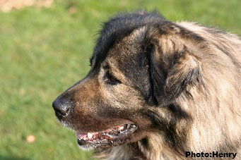 Duci 6,5 years