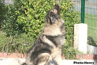 Duci 6,5 years