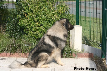 Duci 6,5 years