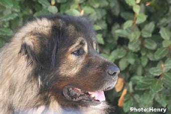 Duci 6,5 years
