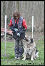 Sarplaninac Duska 6,5 years