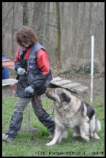 Sarplaninac Duska 6,5 years