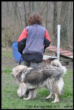 Sarplaninac Duska 6,5 years