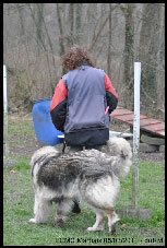 Sarplaninac Duska 6,5 years