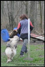 Sarplaninac Duska 6,5 years
