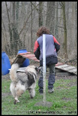 Sarplaninac Duska 6,5 years