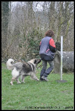 Sarplaninac Duska 6,5 years