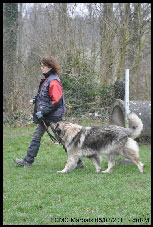 Sarplaninac Duska 6,5 years