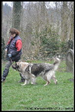 Sarplaninac Duska 6,5 years