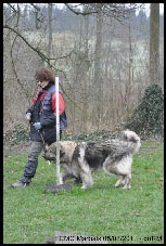 Sarplaninac Duska 6,5 years