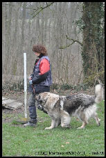 Sarplaninac Duska 6,5 years