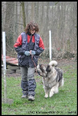Sarplaninac Duska 6,5 years