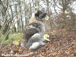 Sarplaninac Duska 7 years