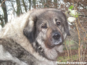 Sarplaninac Duska 7 years