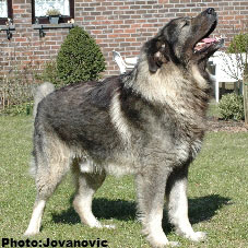 sarplaninac Dusko 6 years