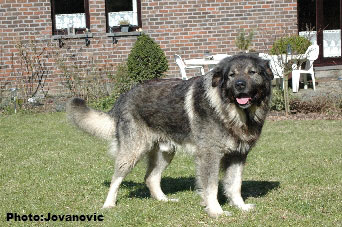 sarplaninac Dusko 6 years