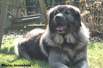 sarplaninac Dusko 6 years