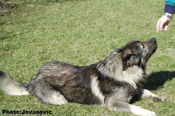 sarplaninac Dusko 6 years