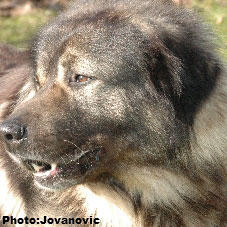 sarplaninac Dusko 6 years