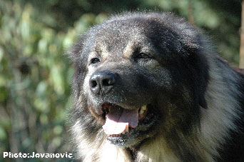 sarplaninac Dusko 6 years