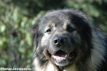 sarplaninac Dusko 6 years