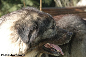 sarplaninac Dusko 6 years