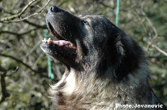 sarplaninac Dusko 6 years