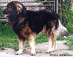 Dingo-Ben 04/90